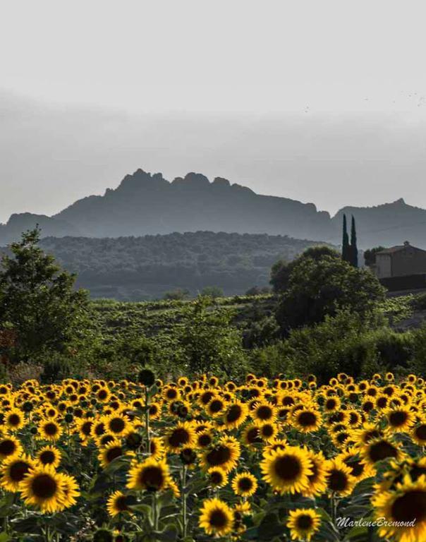 Chambres D'Hotes Aux Tournesols Malaucene Ngoại thất bức ảnh